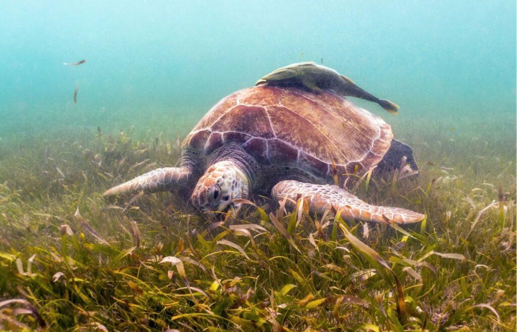 Sea Turtle grazing on sea grass The Backpacking Housewife